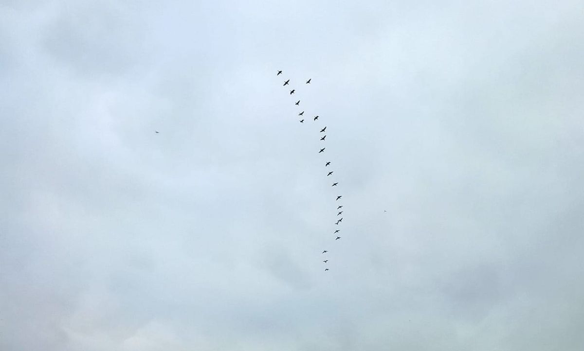 Birds flying in an open sky: A visual metaphor for the physics of AI and public health informatics.
