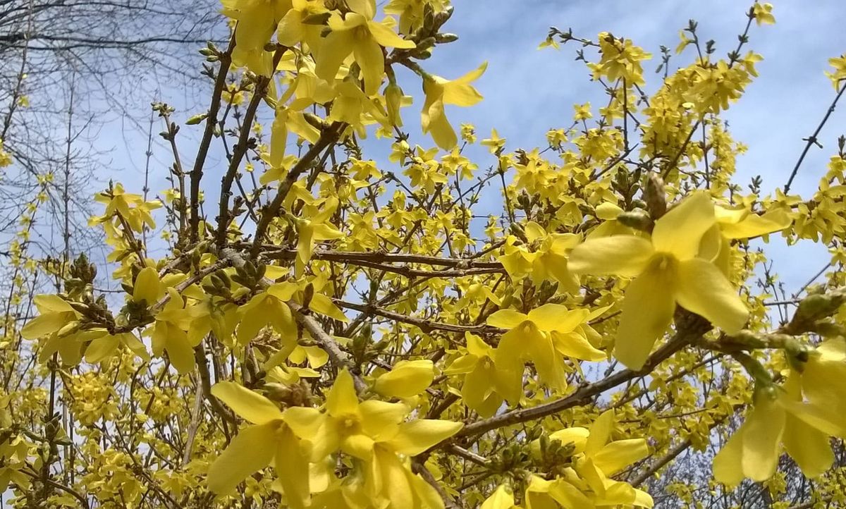 A flower opening in spring, symbolizing cognitive development and the growth of a young mind.