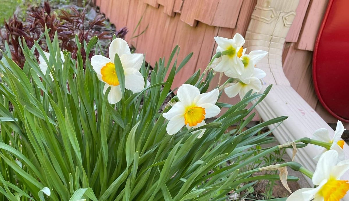 A small flower blooming at the base of a house next to a metal downspout, illustrating the intersection of organic life and built infrastructure.