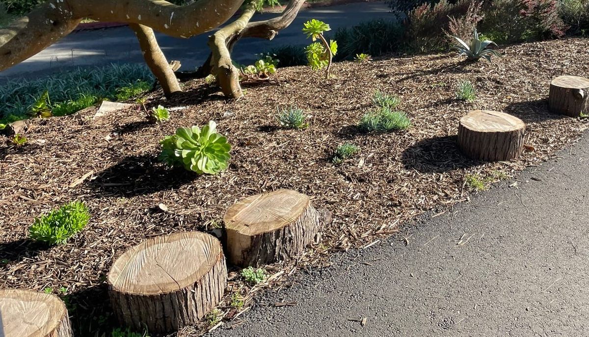 The cross-section of a cut tree, highlighting the dense, circular patterns that represent years of incremental growth.
