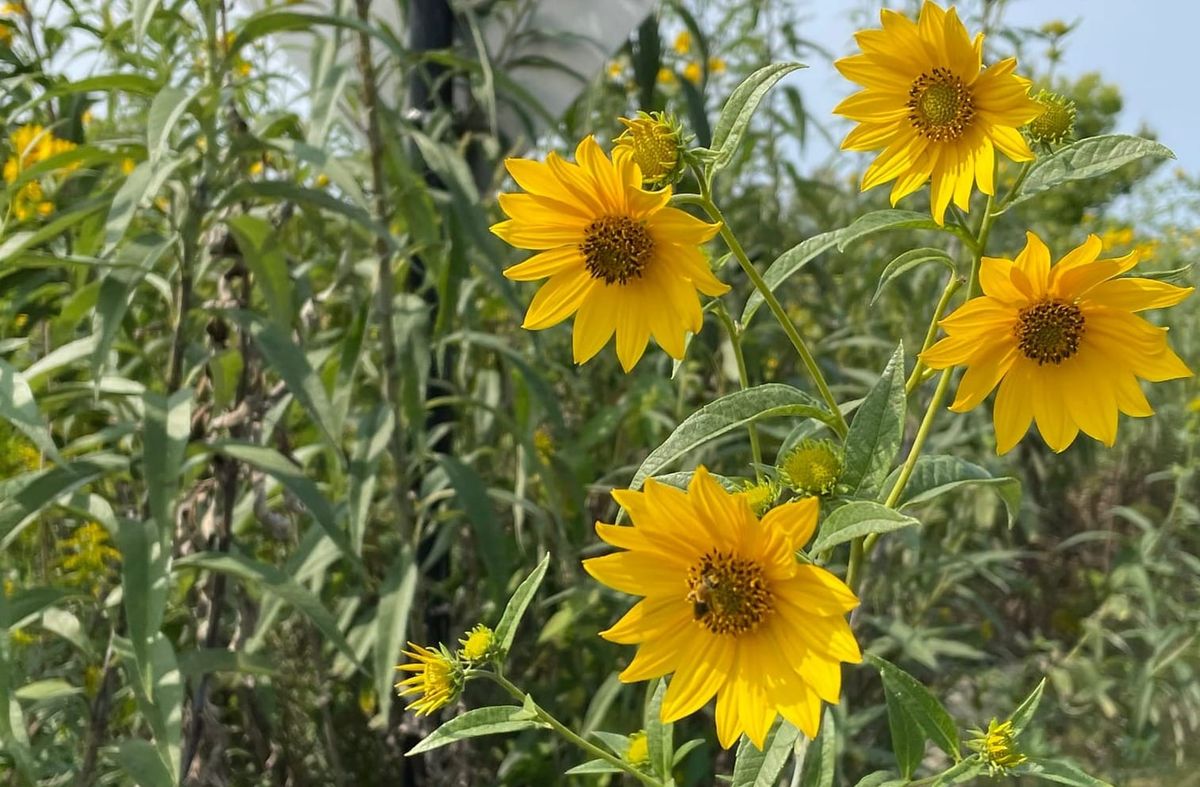 A close-up shot of vibrant yellow sunflowers in full bloom under natural light.