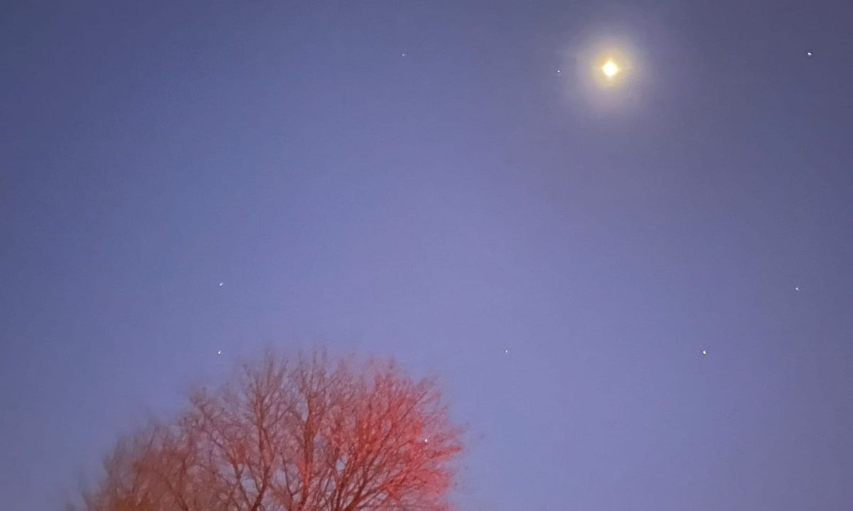 Bright moonlight shines on the treetops.