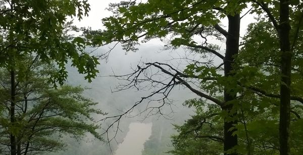 A forest with a flowing river, symbolizing the diverse paths and perspectives in defining AI.