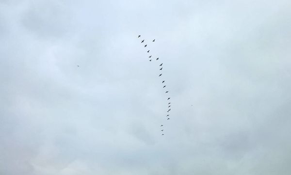 Birds flying in an open sky: A visual metaphor for the physics of AI and public health informatics.