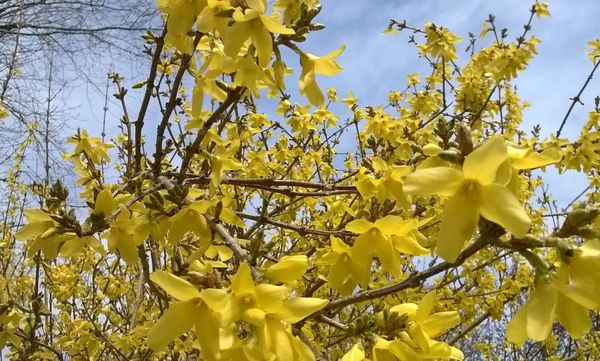 A flower opening in spring, symbolizing cognitive development and the growth of a young mind.