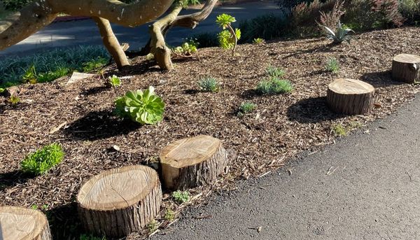 The cross-section of a cut tree, highlighting the dense, circular patterns that represent years of incremental growth.
