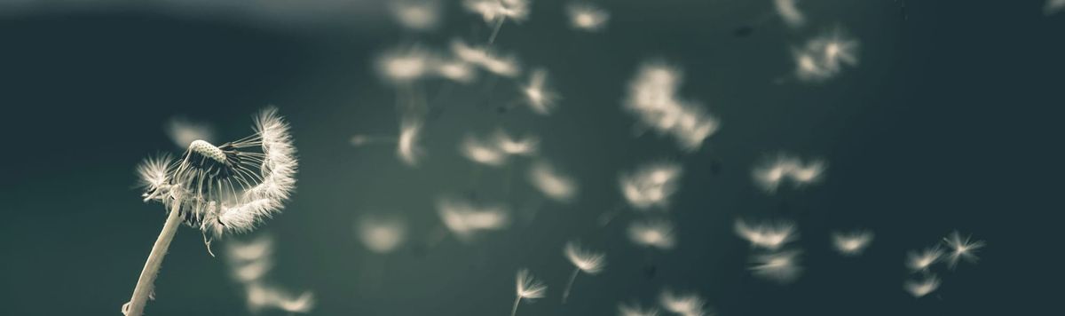 Seeds blowing from a dandelion clock.
