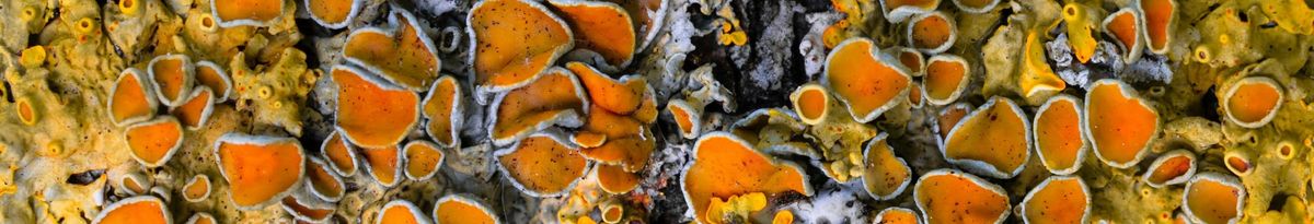 Lots of flat, orange, white-rimmed mushrooms growing.