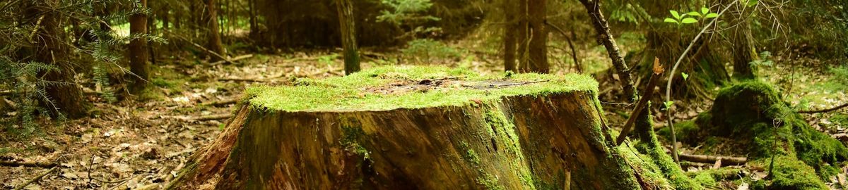 A tree stump in woodland.