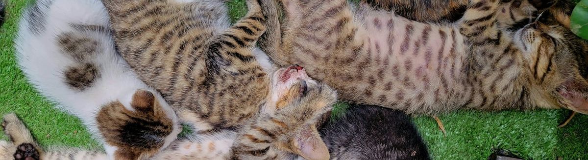 A tesselation of snoozing cats.