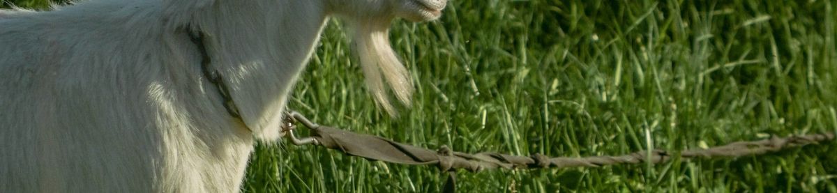 A goat on a rope