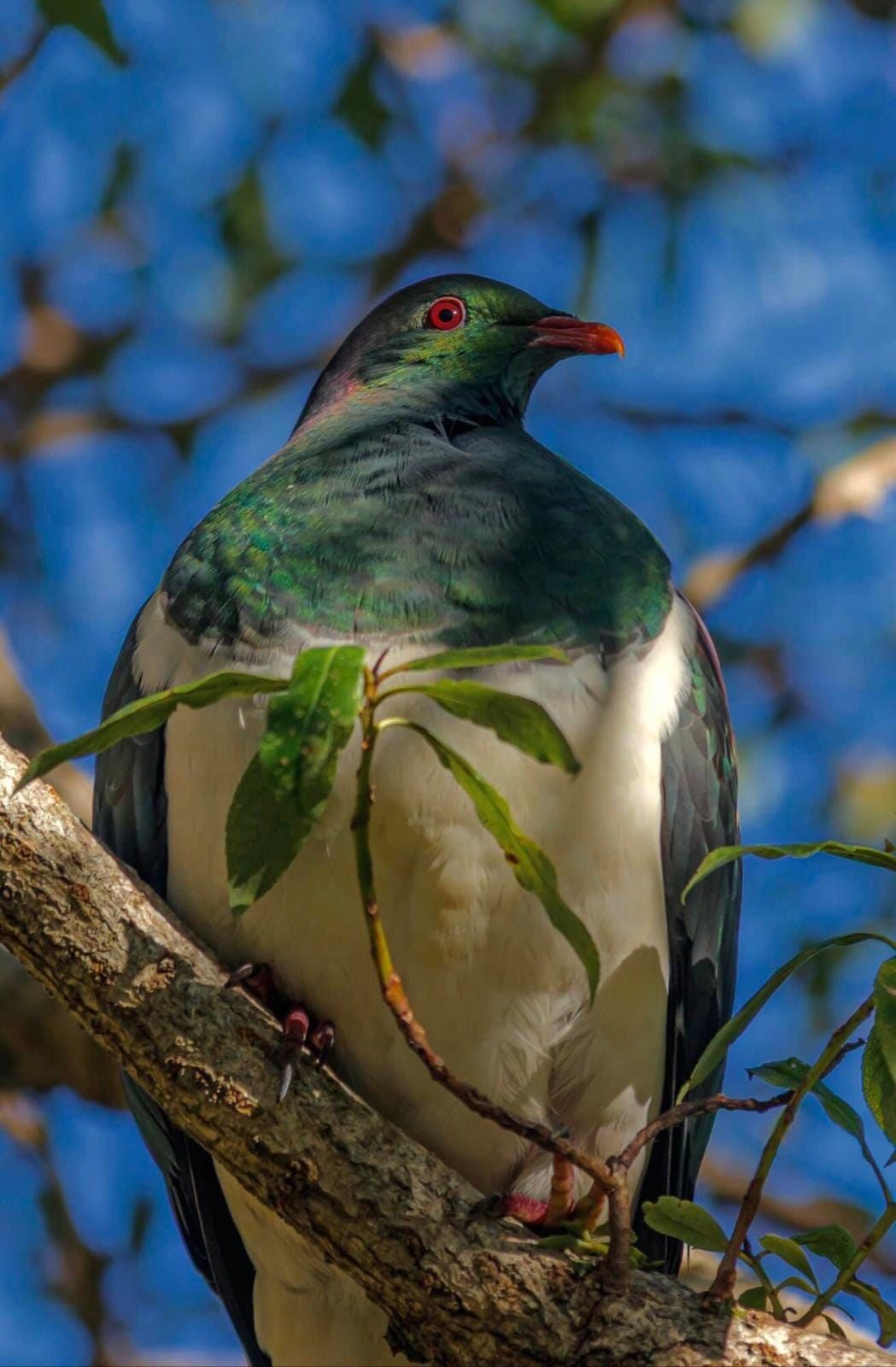 Kereru or New Zealand Wood Pigeon