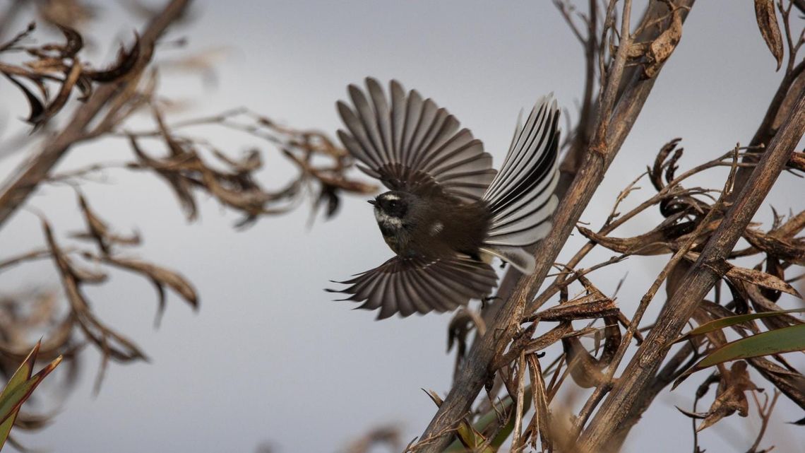 Piwakawaka in Flight
