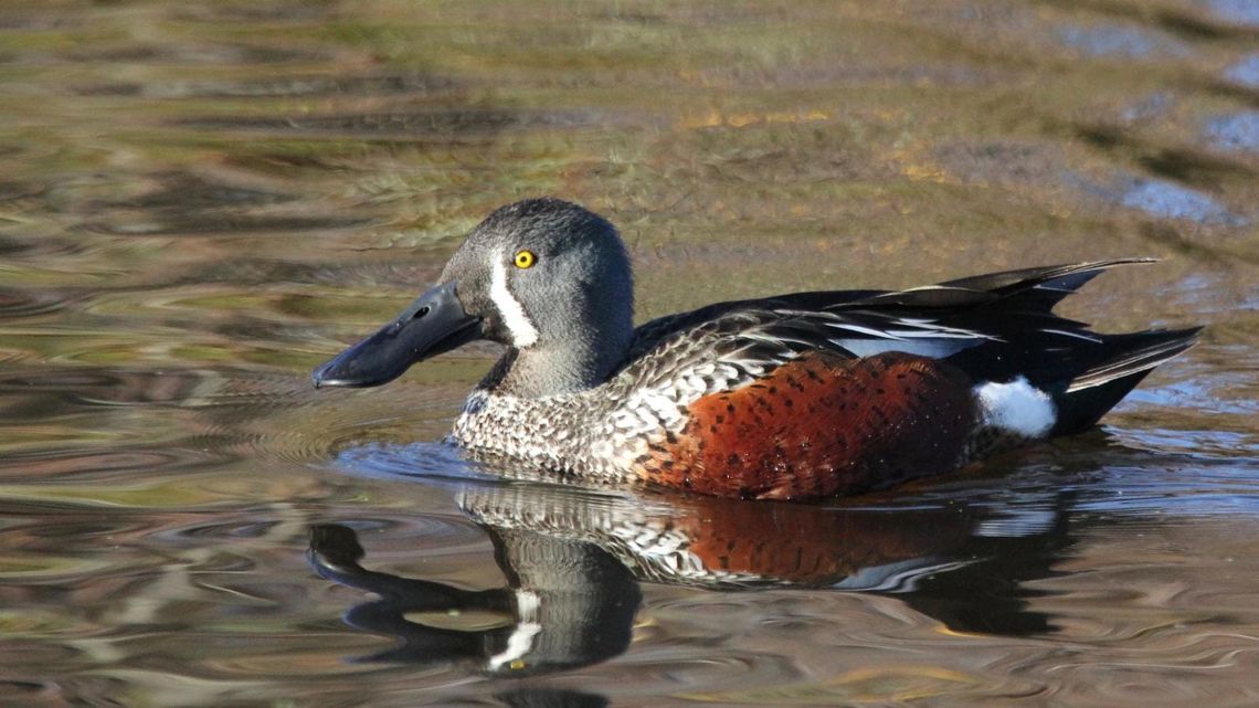 Northern Shoveler