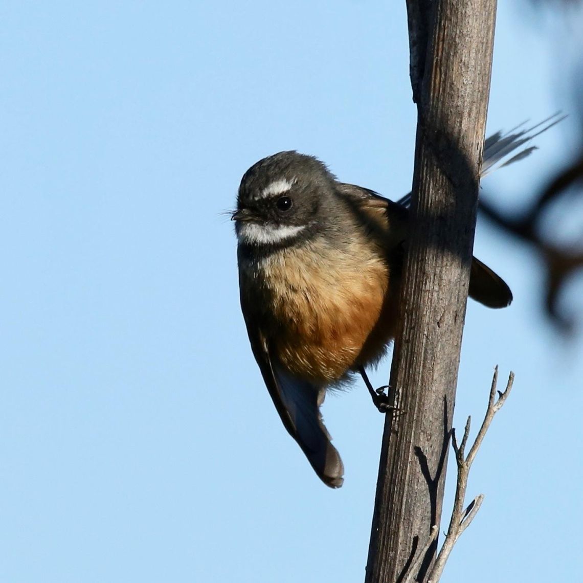 Piwakawaka Perched on Harakeke