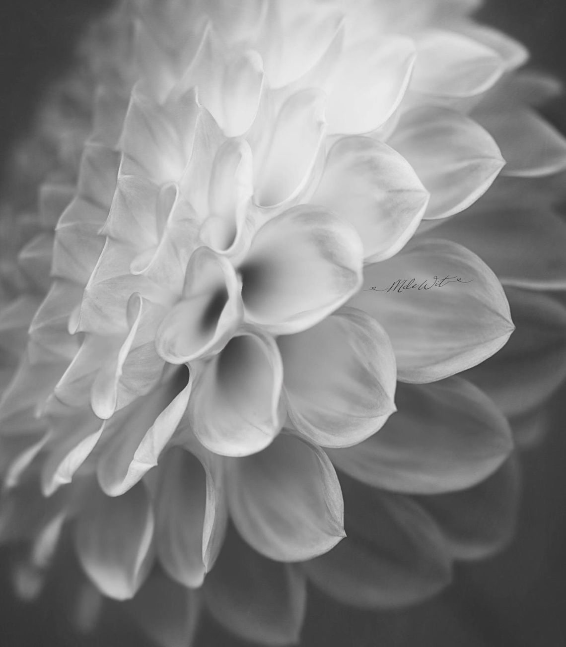 Black and white dahlia