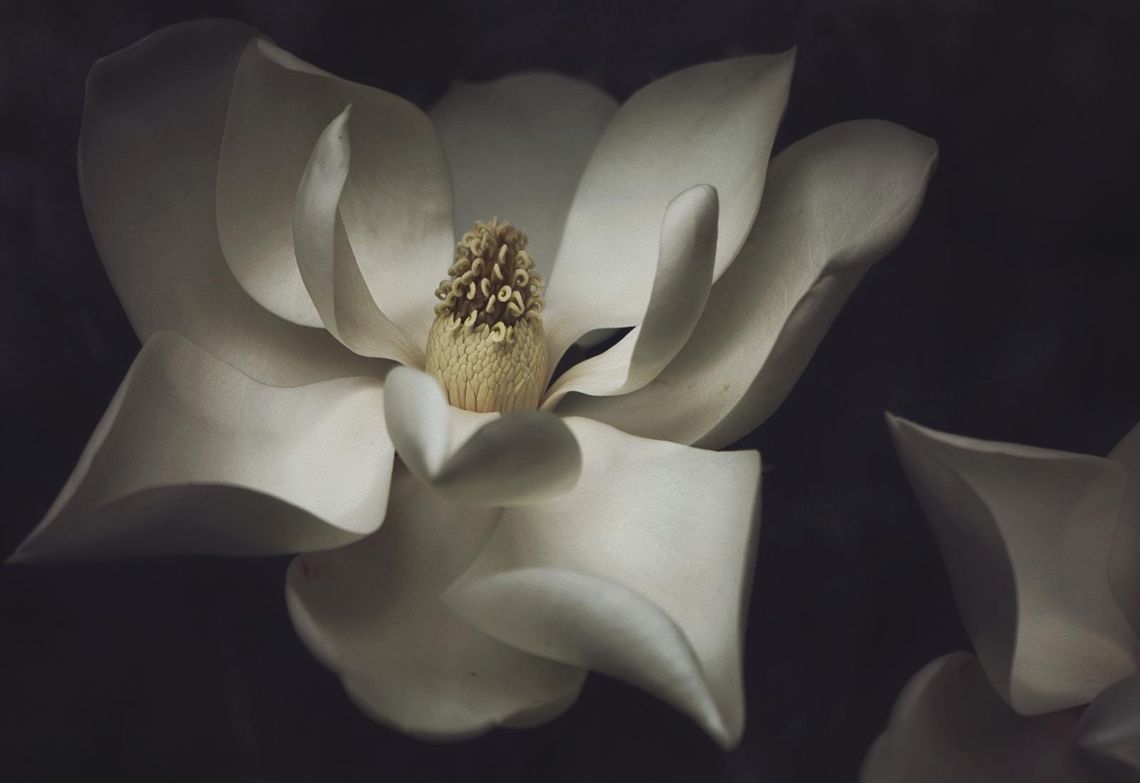 Magnolia Grandiflora