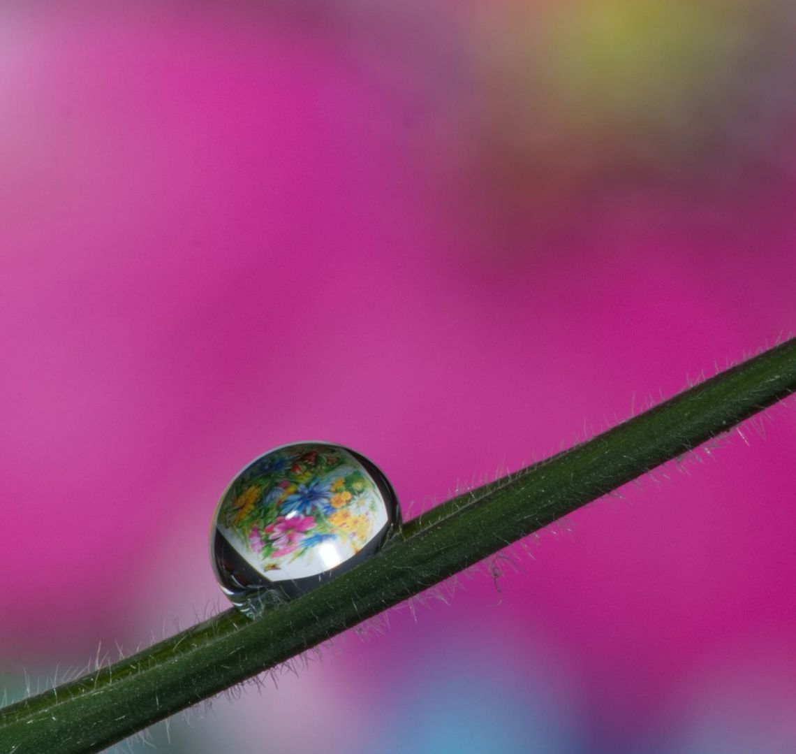 Water drop on a piece of grass