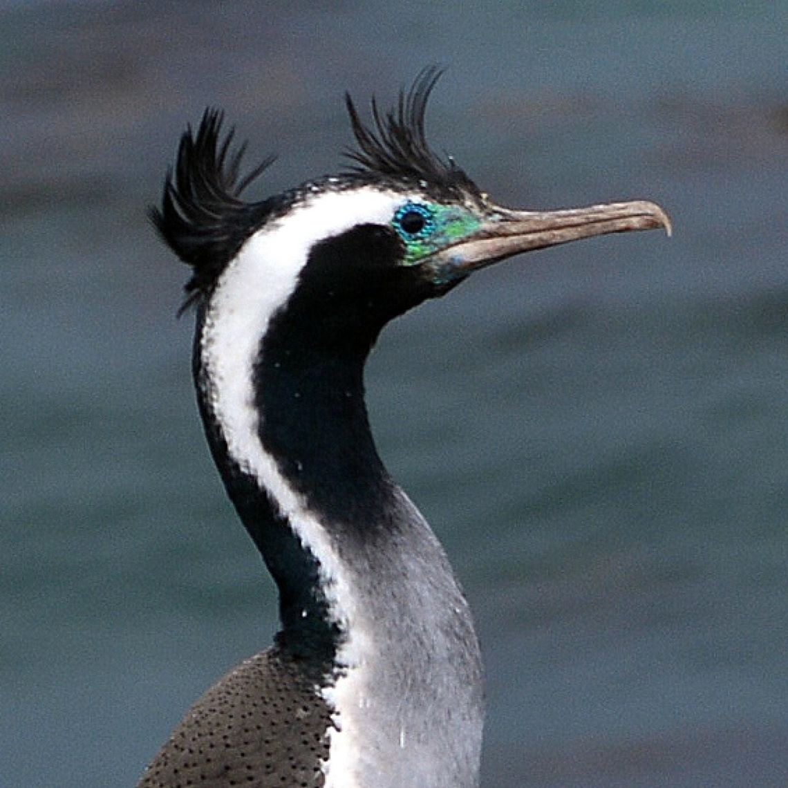 Glamourous Shag