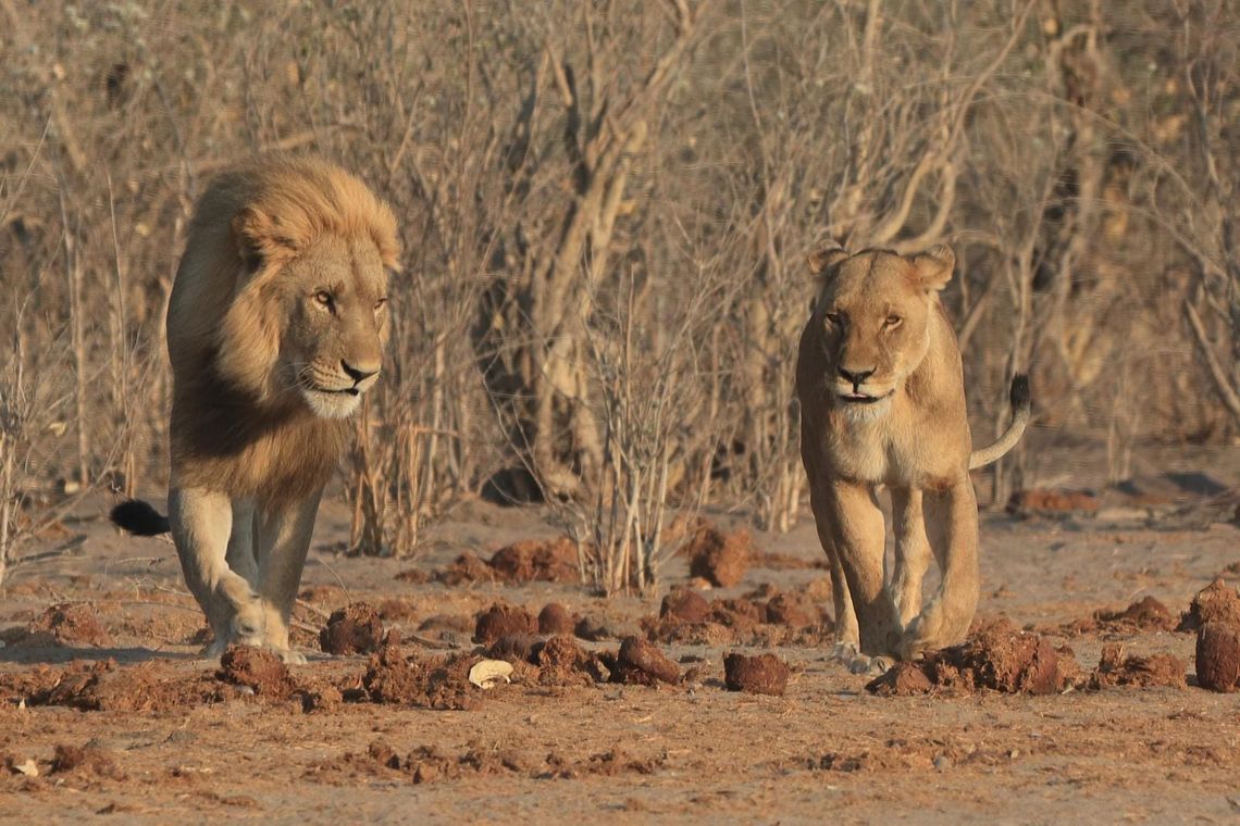 Lion couple - Simba from Lion King