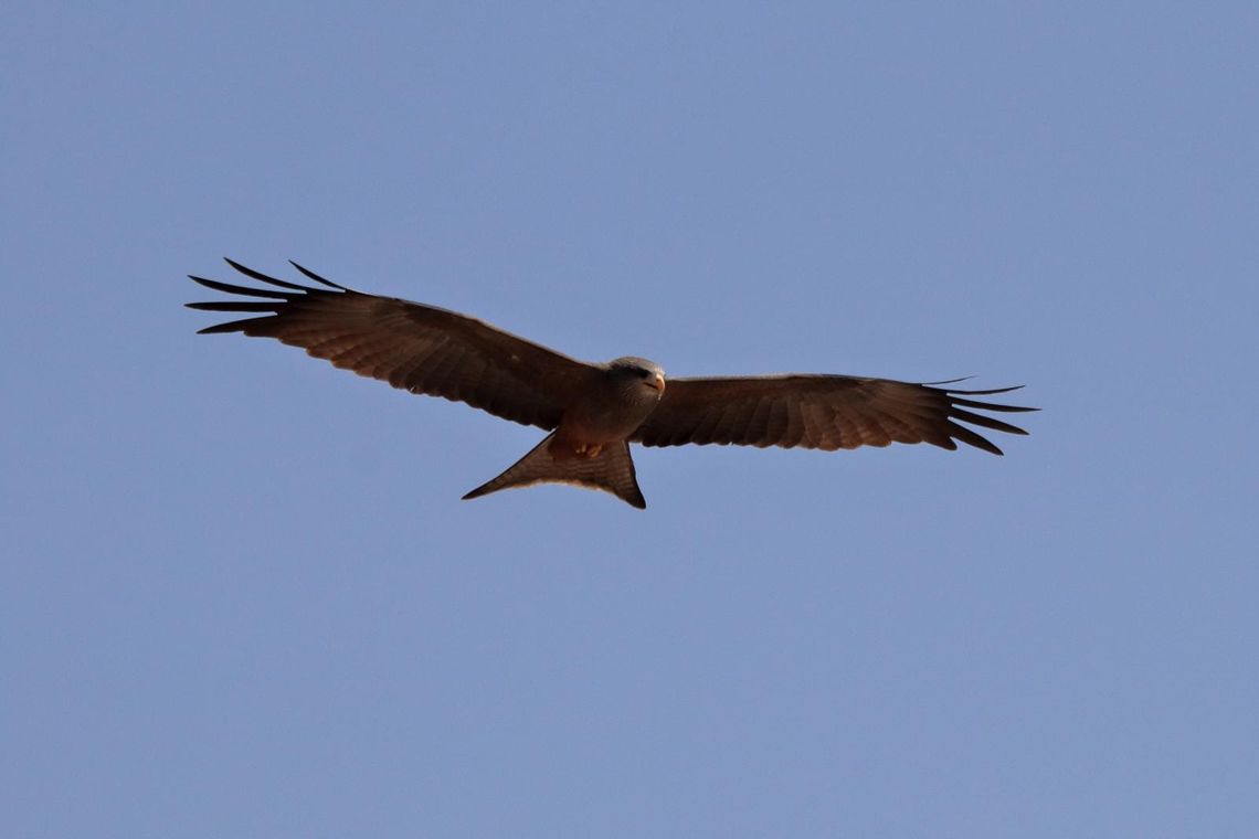 Yellow Billed Kite Botswana