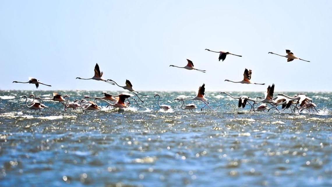 Flamingos flying