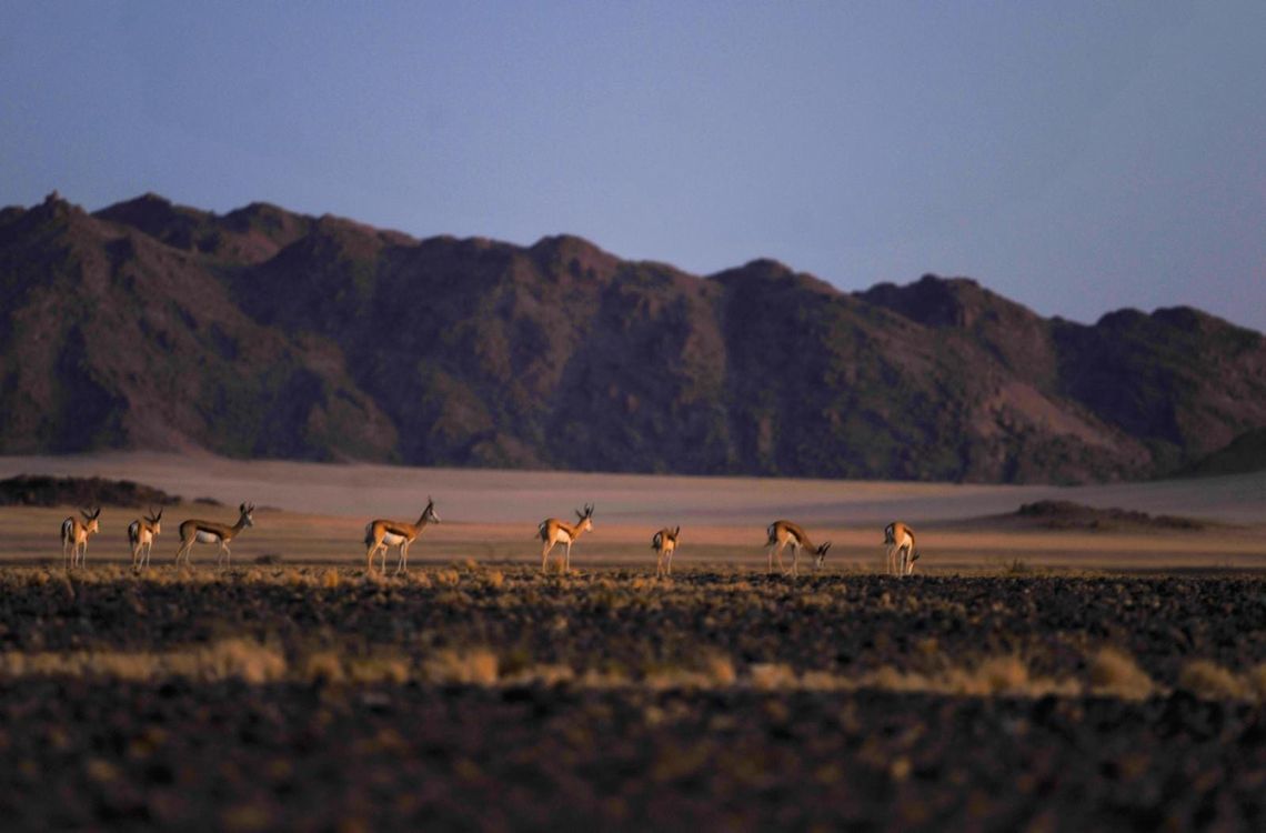 Gazelles grazing at dawn