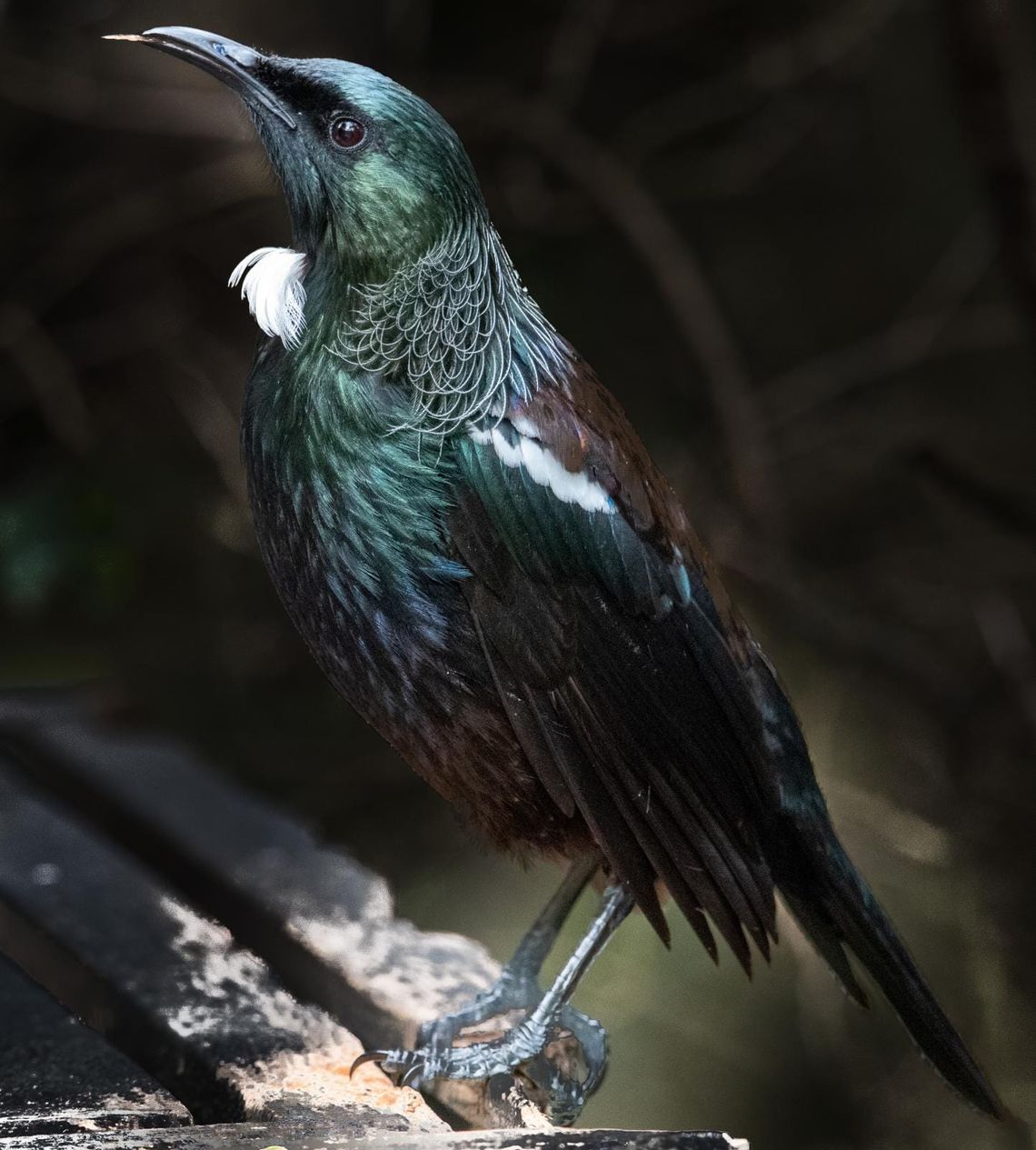 Tui