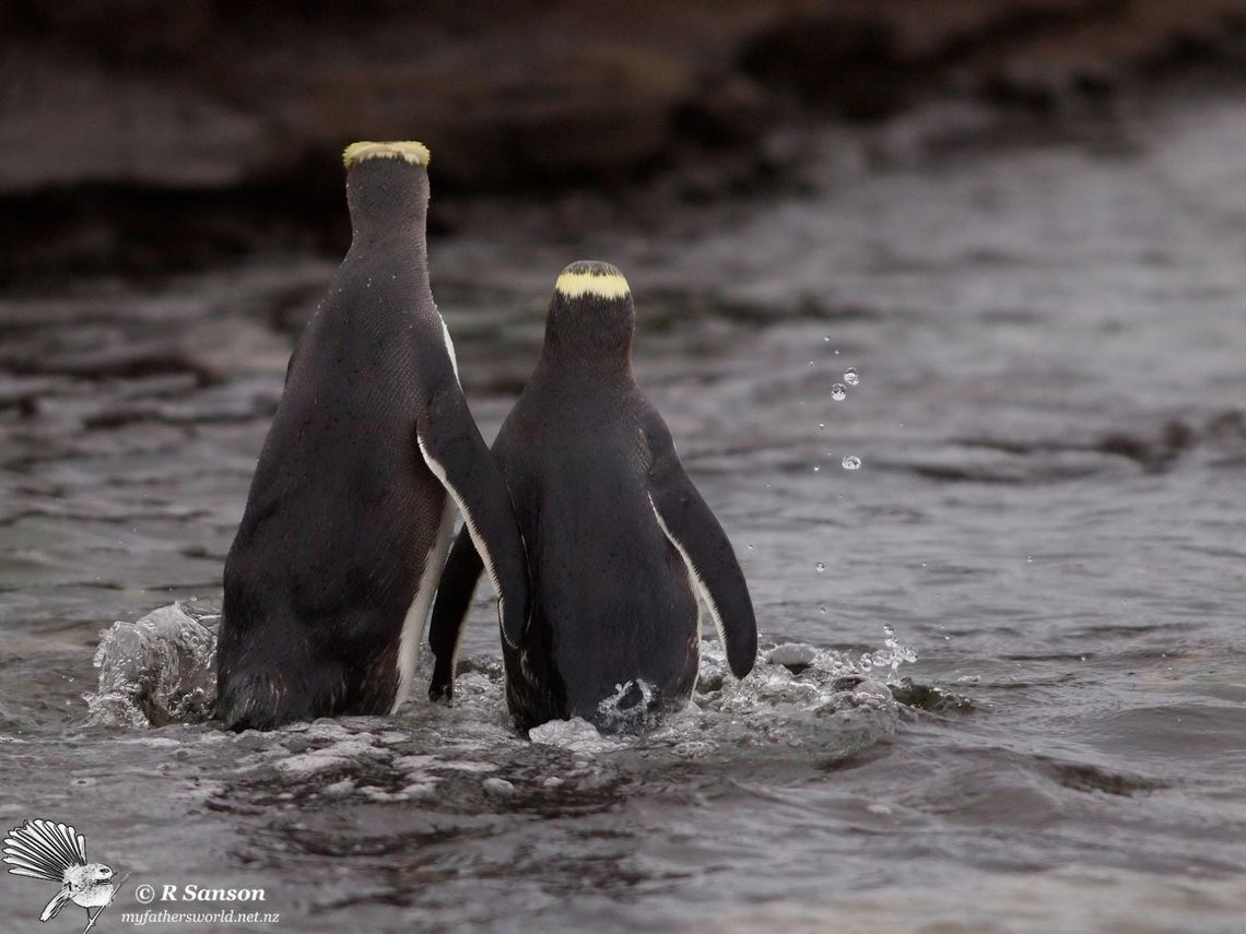 A Pair of Yellow-eyed Penguins (Hoiho) Meet Up