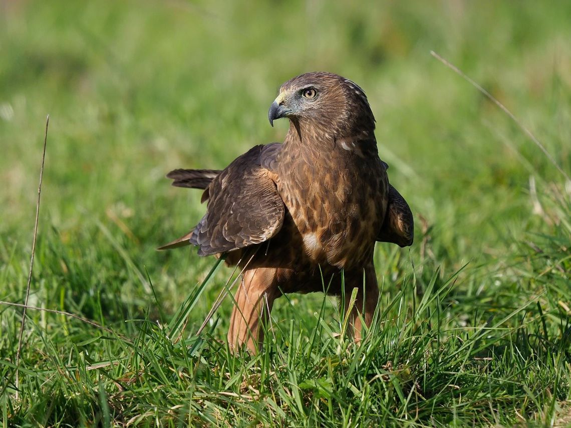 Kahu - Swamp Harrier