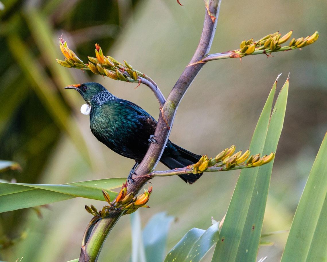 Tui enjoying the sun