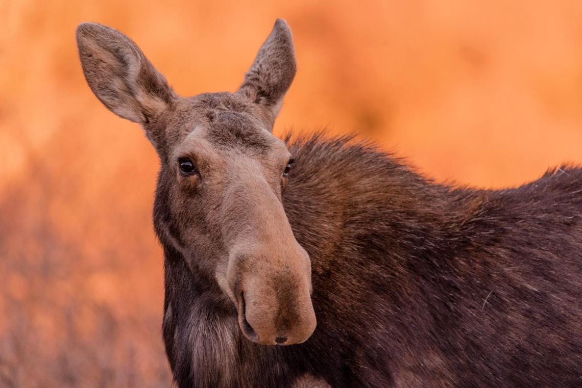 Morning Moose