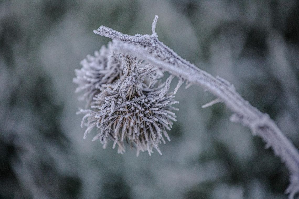Frozen Prick