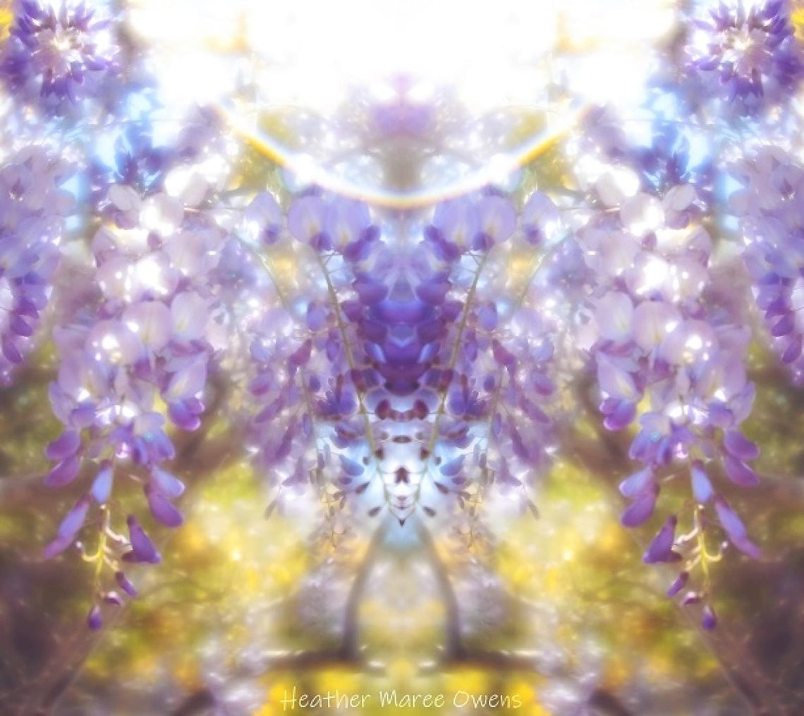 Heavenly Wisteria
