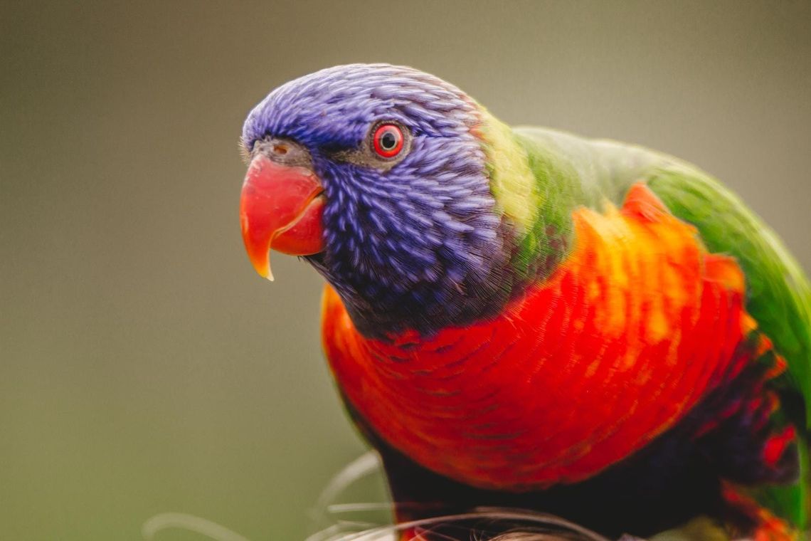 Rainbow Lorikeet