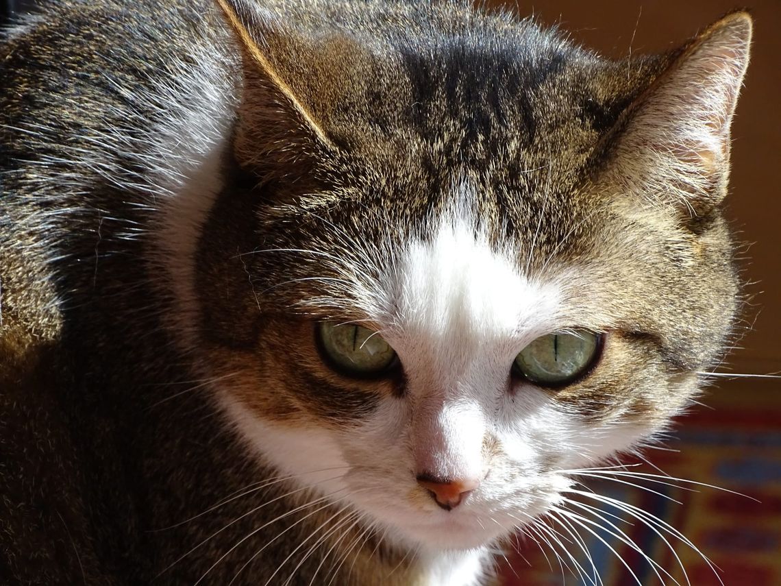 The unblinking stare