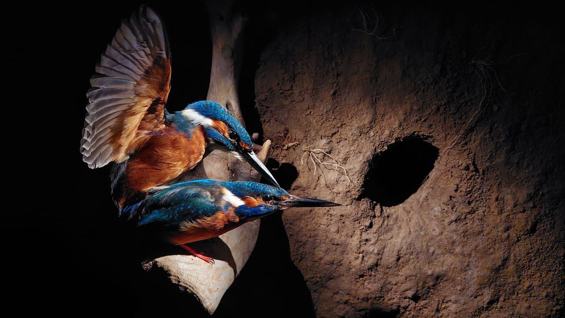 Motionless Kingfishers