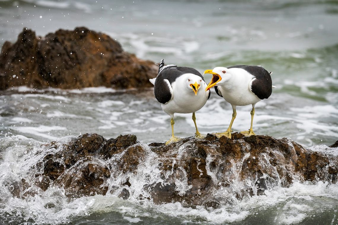 Are you listening to me?