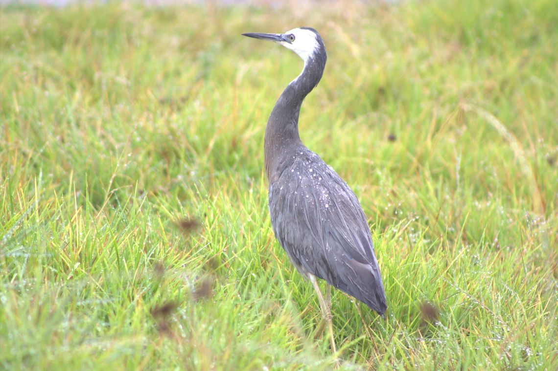 White faced heron