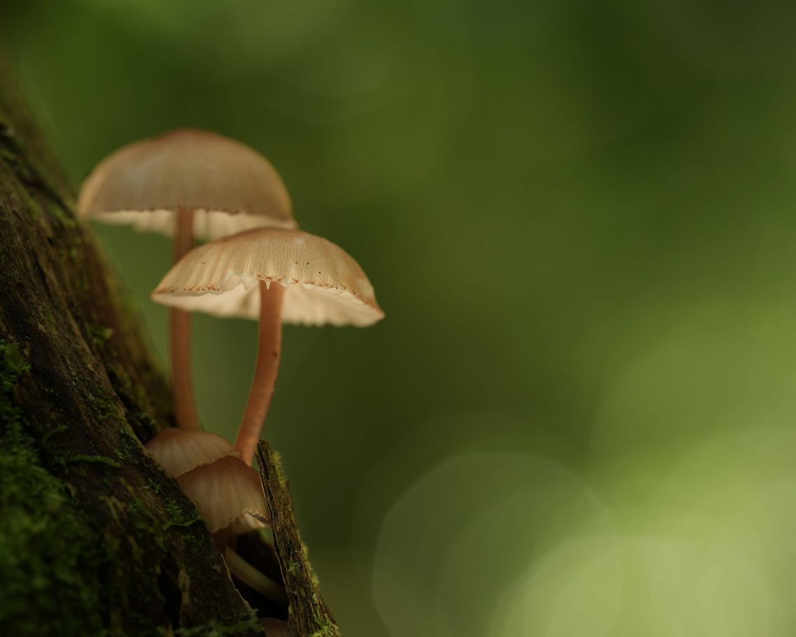Fungi