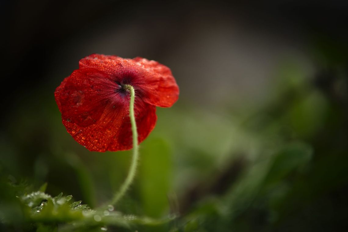 The last red poppy