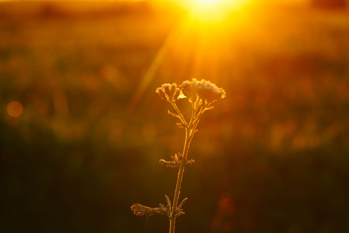 Golden hour