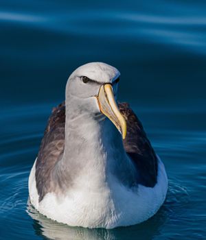 Albatross or Toroa: Otago Penninsula