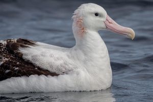 Antipodean Albatross or Toroa