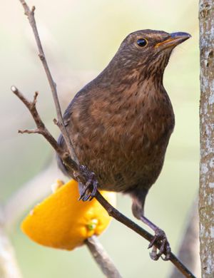 Female Blackbird