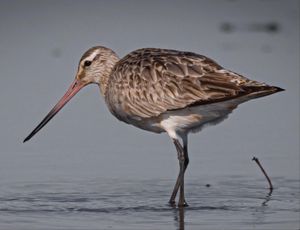 Bar-Tailed Godwit