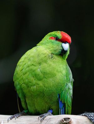 Red-Crowned Parakeet