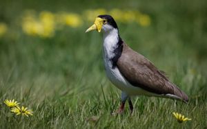 Spur Winged Plover