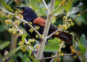 Tieke or Saddleback
