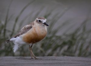 Endangered New Zealand dotterel